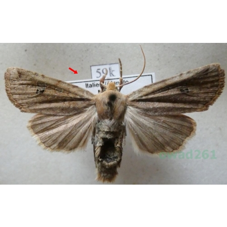 Conistra erythrocephala (Denis & Schiffermüller, 1775) Porożnica rudogłowa Italy59k